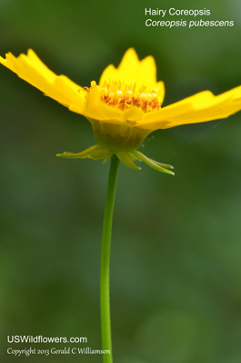 Coreopsis pubescens