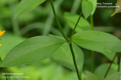 Coreopsis pubescens