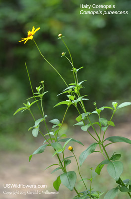 Coreopsis pubescens