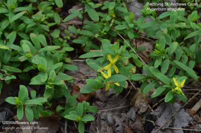 Hypericum hypericoides ssp multicaule