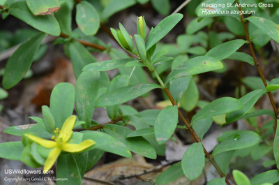 Hypericum hypericoides ssp multicaule