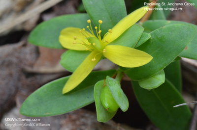 Hypericum hypericoides ssp multicaule