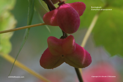 Euonymus atropurpureus