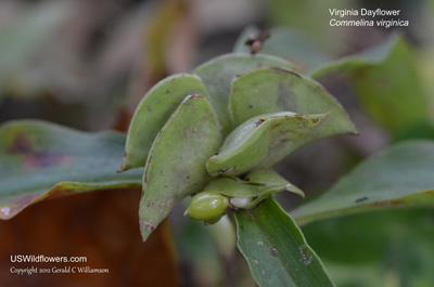 Commelina virginica