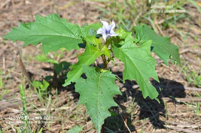 Datura stramonium