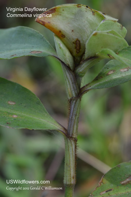 Commelina virginica