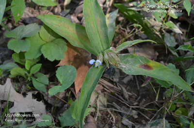 Commelina virginica