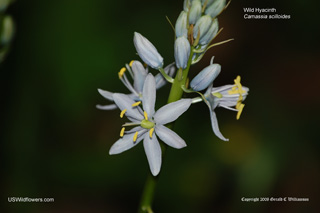 Camassia scilloides