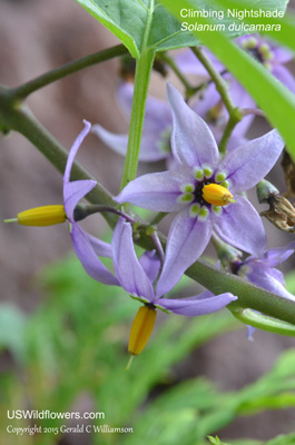 Solanum dulcamara