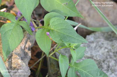 Solanum dulcamara