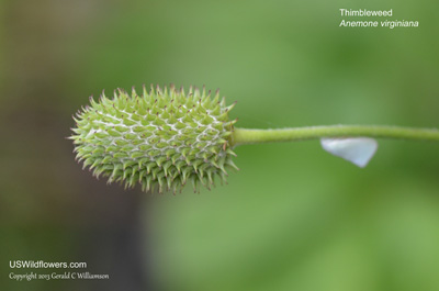 Anemone virginiana