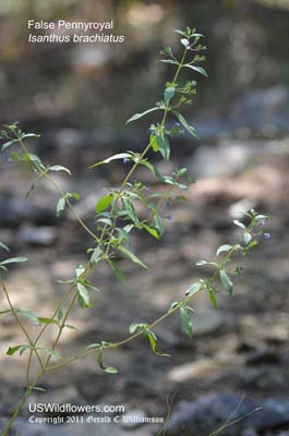 Isanthus brachiatus