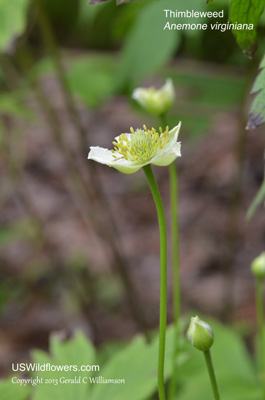 Anemone virginiana