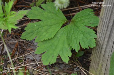 Anemone virginiana