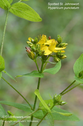 Hypericum punctatum