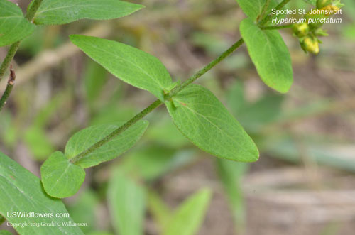 Hypericum punctatum