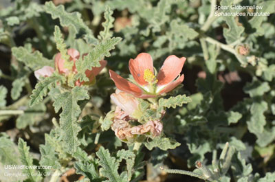 Sphaeralcea hastulata