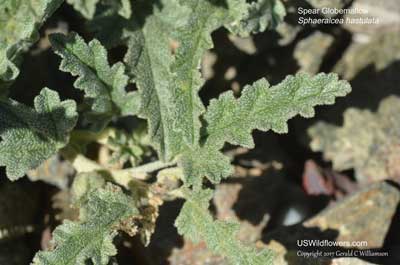 Sphaeralcea hastulata