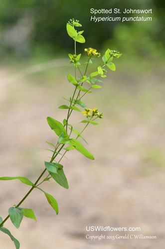 Hypericum punctatum