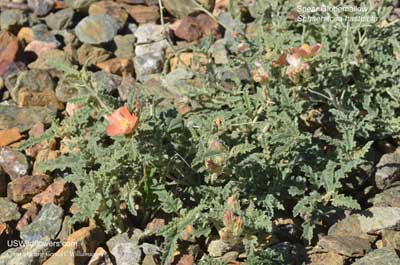 Sphaeralcea hastulata