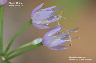 Allium stellatum