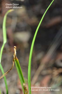 Allium stellatum