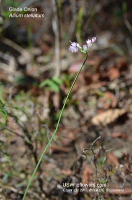 Allium stellatum