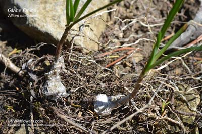 Allium stellatum