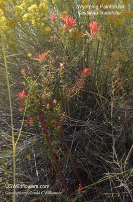 Castilleja linariifolia