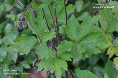 Anemone virginiana