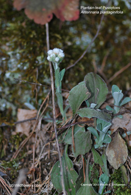 Antennaria plantaginifolia