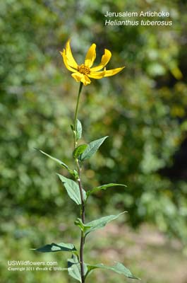 Helianthus tuberosus