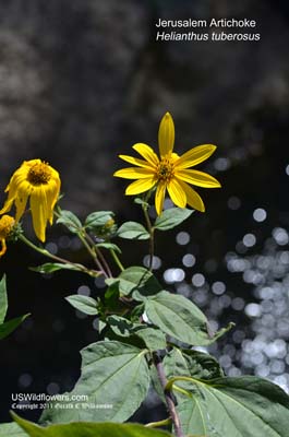 Helianthus tuberosus