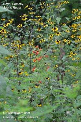 Silene regia