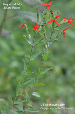 Silene regia