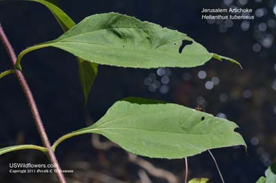 Helianthus tuberosus