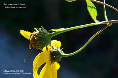 Helianthus tuberosus