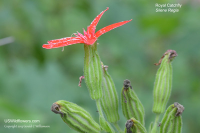 Silene regia