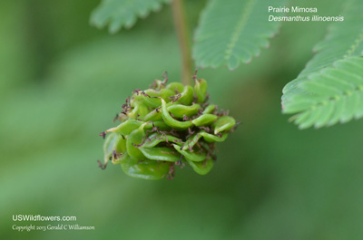 Desmanthus illinoensis