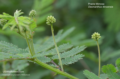 Desmanthus illinoensis