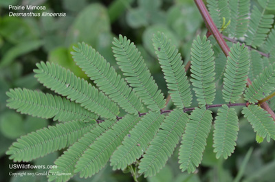 Desmanthus illinoensis