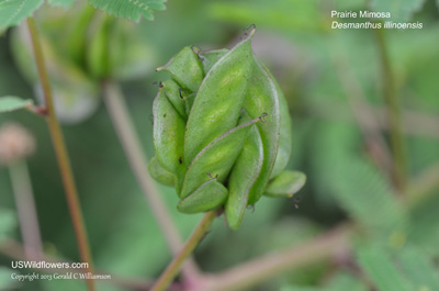 Desmanthus illinoensis