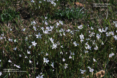 Claytonia virginica