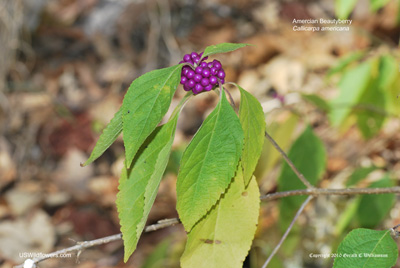 Callicarpa americana