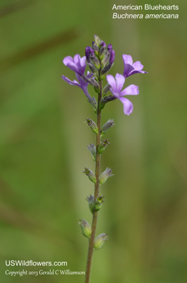 Buchnera americana