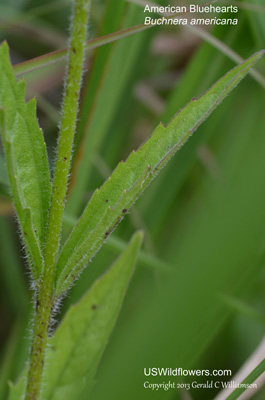 Buchnera americana