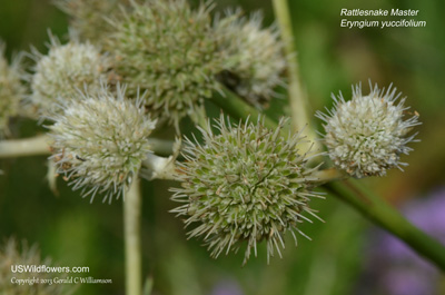 Eryngium yuccifolium