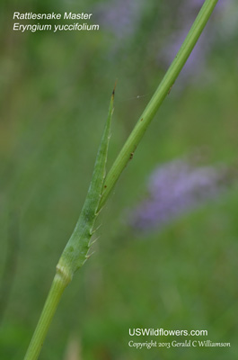 Eryngium yuccifolium