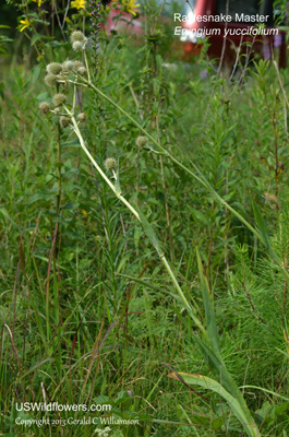 Eryngium yuccifolium