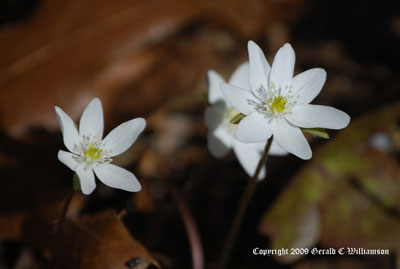 Anemone acutiloba